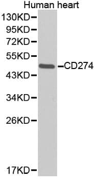 Anti-CD274 Antibody