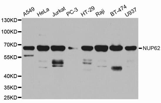 Anti-NUP62 Antibody