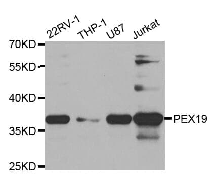 Anti-PEX19 Antibody