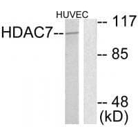 Anti-HDAC7 Antibody