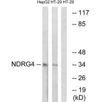 Anti-NDRG4 Antibody