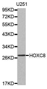 Anti-HOXC8 Antibody
