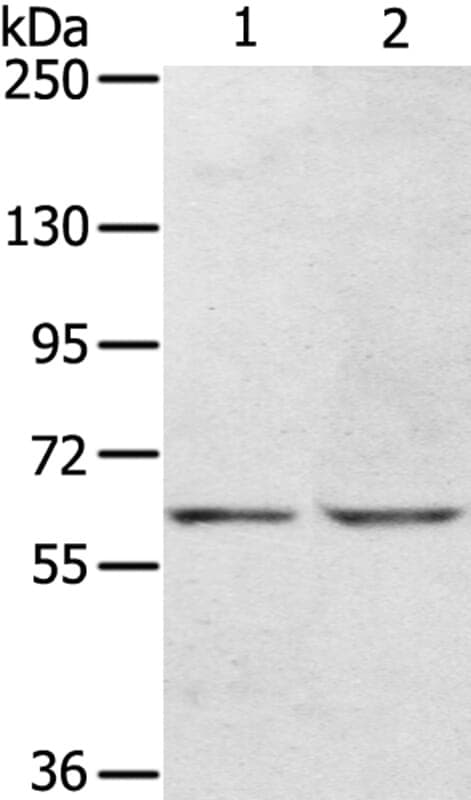 Anti-KCNH6 Antibody