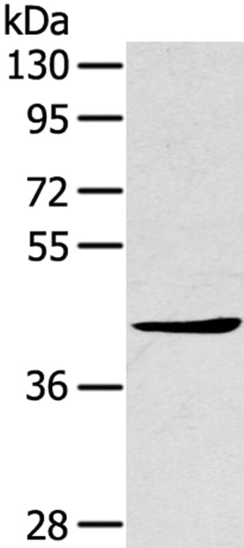 Anti-TNIP2 Antibody