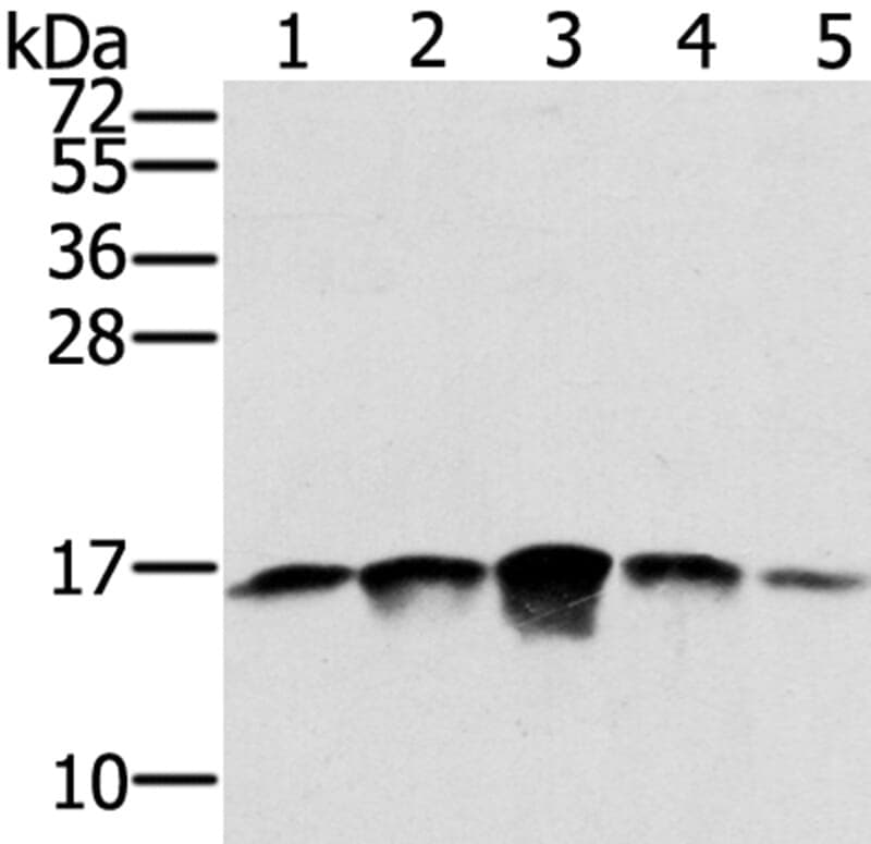 Anti-SSBP1 Antibody