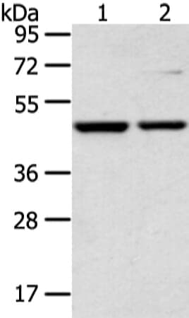 Anti-CTBP1 Antibody