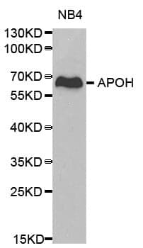 Anti-APOH Antibody
