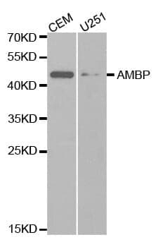 Anti-AMBP Antibody