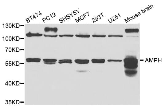 Anti-AMPH Antibody