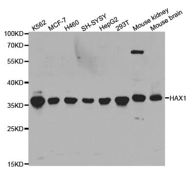Anti-HAX1 Antibody