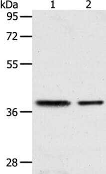 Anti-CNN3 Antibody