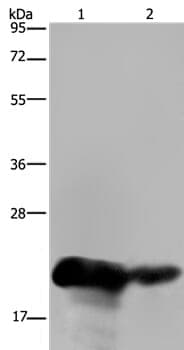 Anti-CSH1 Antibody
