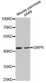 Anti-GRPR Antibody