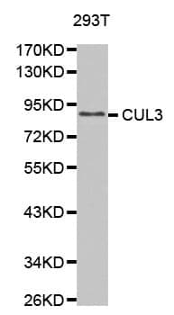 Anti-CUL3 Antibody