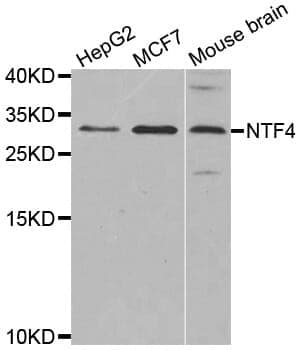 Anti-NTF4 Antibody