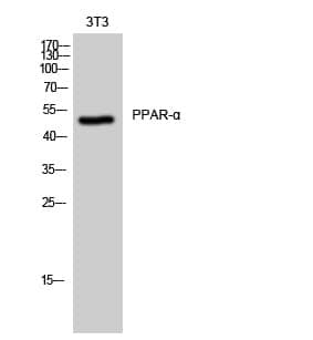 Anti-PPAR-α Antibody