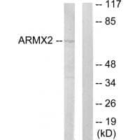 Anti-ARMX2 Antibody