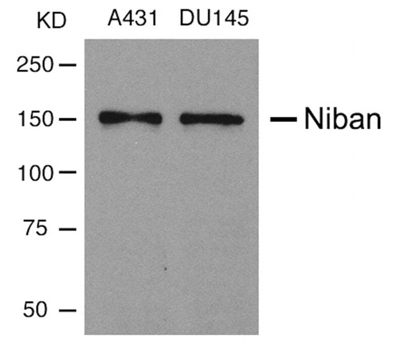 Anti-Niban Antibody