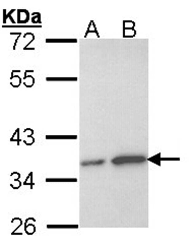 Anti-OTUB1 Antibody