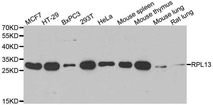 Anti-RPL13 Antibody