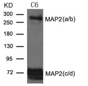 Anti-MAP2 Antibody