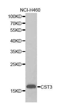 Anti-CST3 Antibody