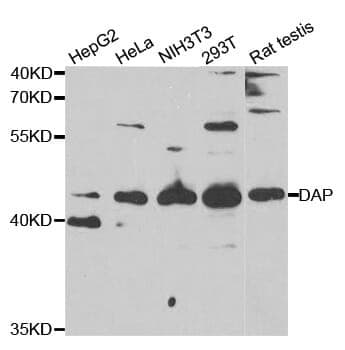 Anti-DAP Antibody