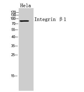 Anti-Integrin β1 Antibody