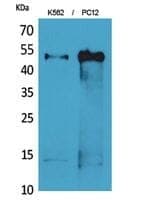 Anti-Tubulin α Antibody