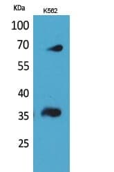 Anti-CD32-B / C Antibody