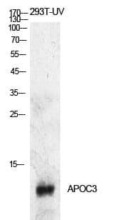 Anti-ApoC-III Antibody
