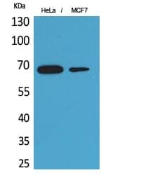 Anti-PEPCK-C Antibody