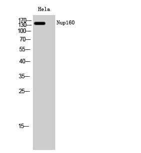 Anti-Nup160 Antibody