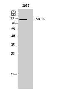 Anti-PSD-95 Antibody