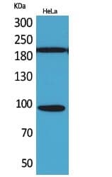 Anti-Trk C Antibody