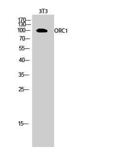 Anti-ORC1 Antibody