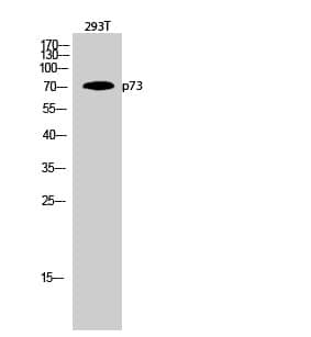 Anti-p73 Antibody