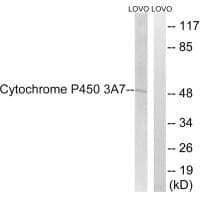 Anti-Cytochrome P450 3A7 Antibody