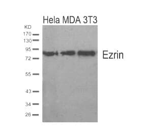 Anti-Ezrin (Ab-567) Antibody