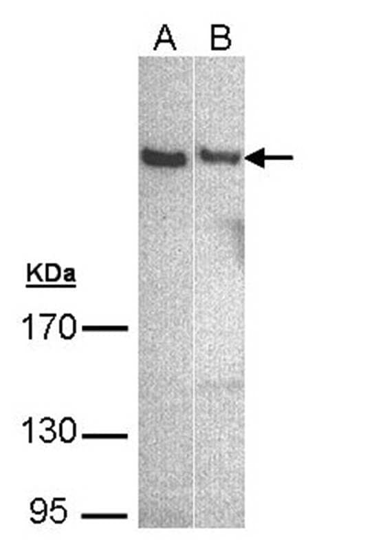 Anti-phospholipase C eta 1 isoform b Antibody