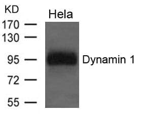 Anti-Dynamin 1 Antibody