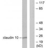 Anti-Claudin 10 Antibody