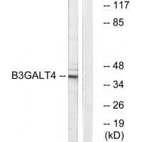 Anti-B3GALT4 Antibody
