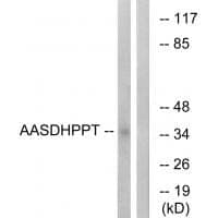 Anti-AASDHPPT Antibody