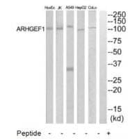 Anti-ARHGEF1 Antibody