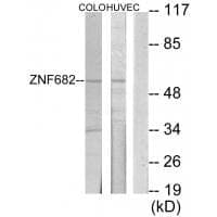 Anti-ZNF682 Antibody
