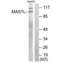 Anti-MASTL Antibody