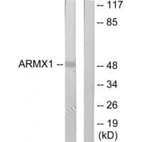 Anti-ARMX1 Antibody