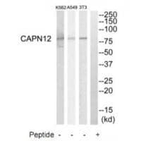Anti-CAPN12 Antibody