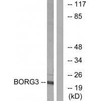 Anti-BORG3 Antibody